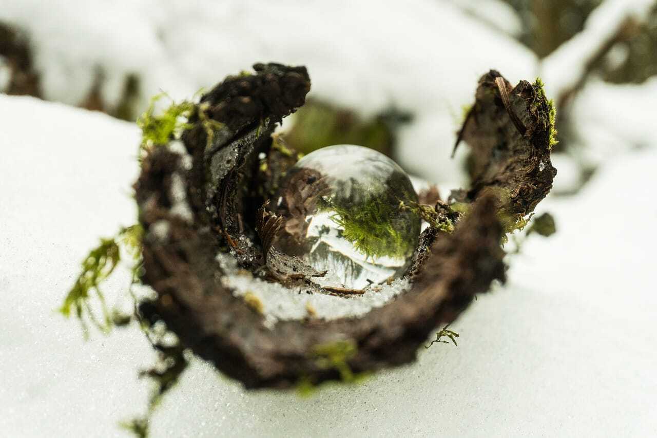 苔玉と水滴の写真