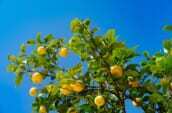 広島の名産品であるレモンの写真