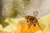 ミツバチが花粉を巻き上げる写真