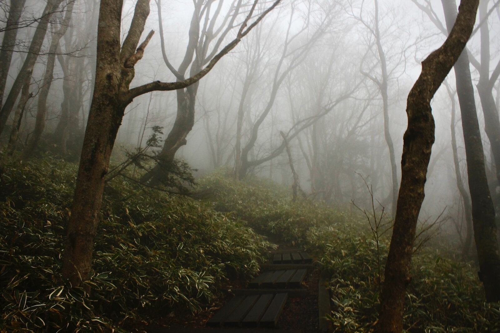 コクソンの」ような不穏な山の写真