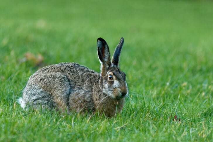 brown hare on green grass