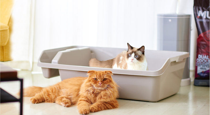 大型猫トイレおすすめ9選 大きい猫や多頭飼い向けの猫トイレを紹介