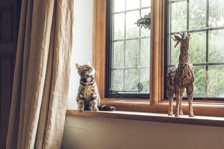 猫ちゃんのいる出窓の写真