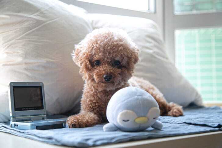 brown toy poodle on bed