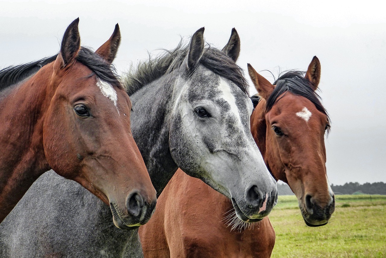 競馬好きに贈るプレゼントを紹介