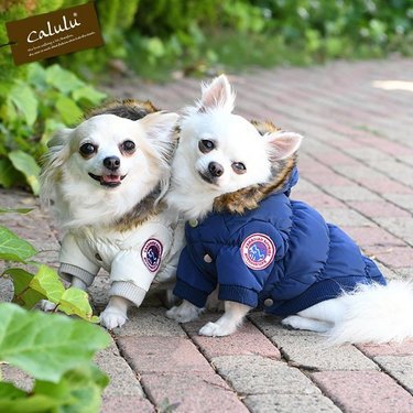 おしゃれでかわいい犬服おすすめ12選 通販で買えるブランドものや抜け毛防止のつなぎタイプも紹介