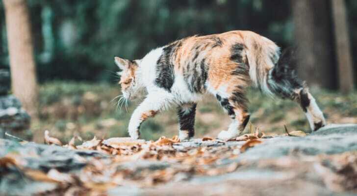 猫よけスプレーおすすめ8選 口コミや自作唐辛子スプレーの作り方も紹介