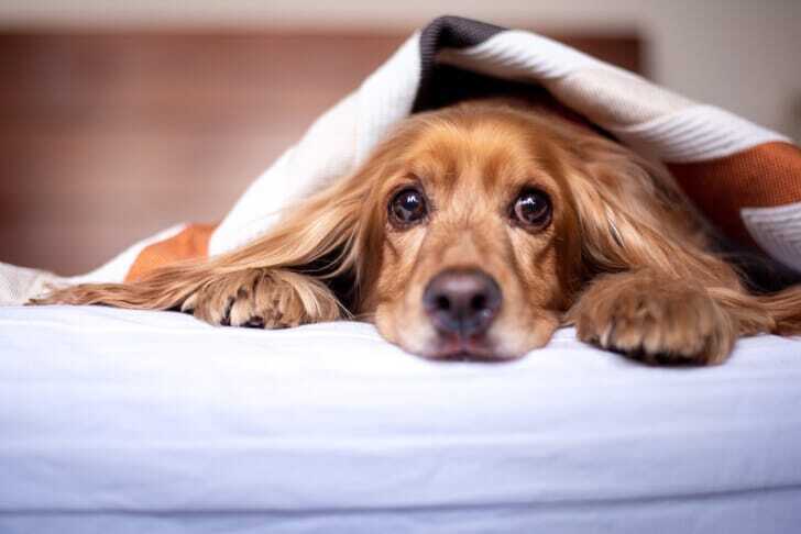 毛布をかぶった犬の写真