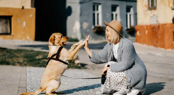 飼い主と犬がハイタッチしている画像