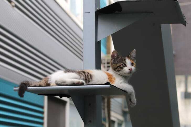 キャットタワーで寛ぐ猫の写真