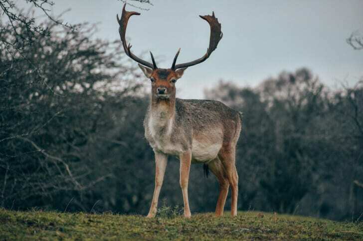 a deer standing on top of a lush green field