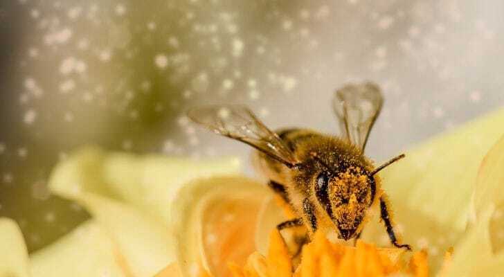 ミツバチが花粉を巻き上げる写真