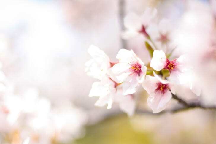 入学　桜