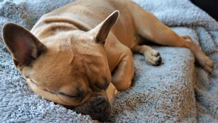 犬がグレーの毛布の上に寝ている写真